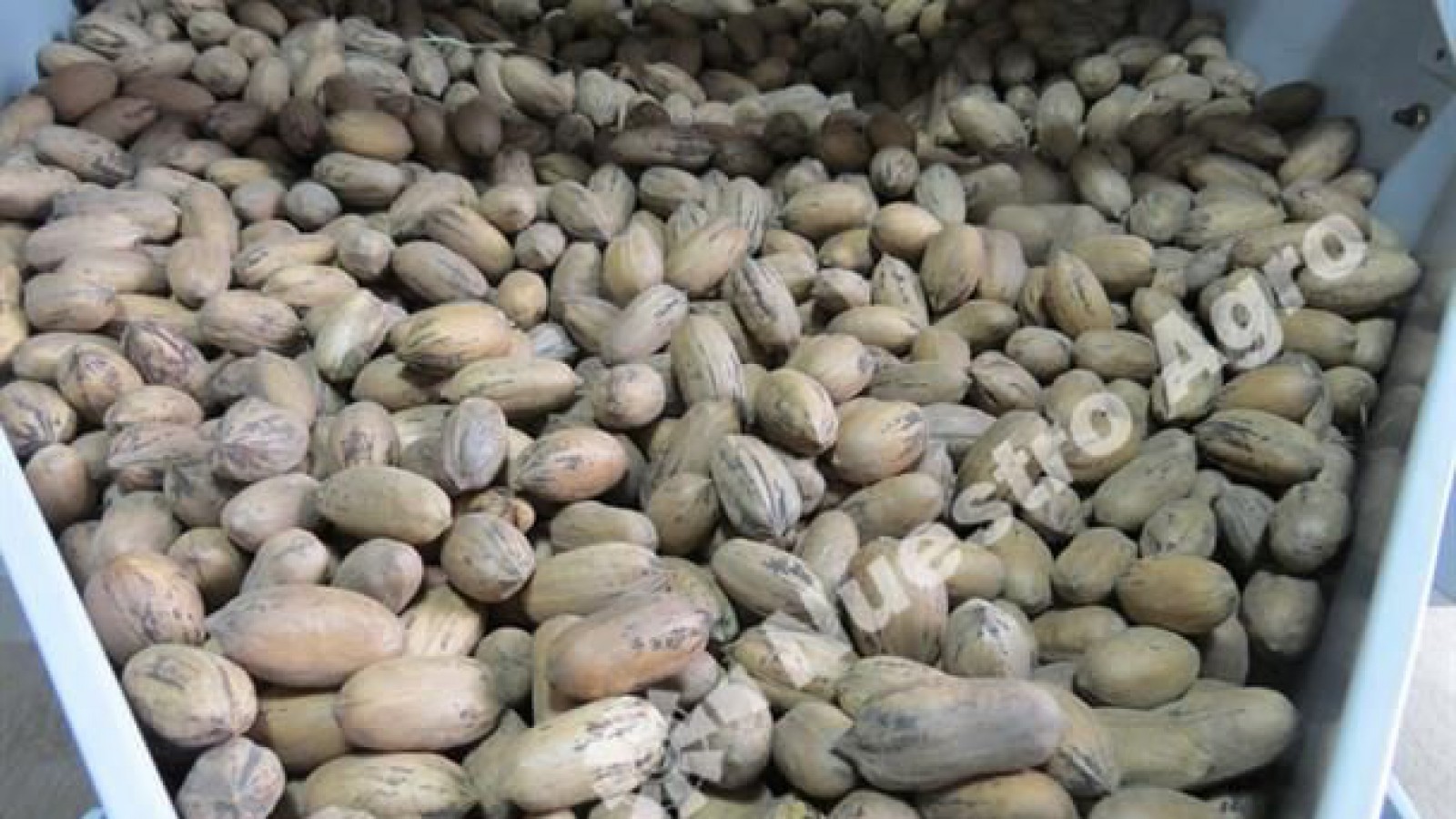 Argentina concretó sus primeras exportaciones de nuez pecán a China y Argelia