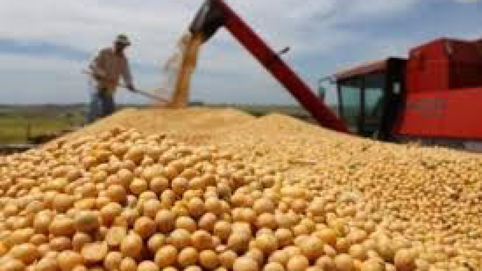 Lentamente continúa la cosecha de los primeros lotes de soja