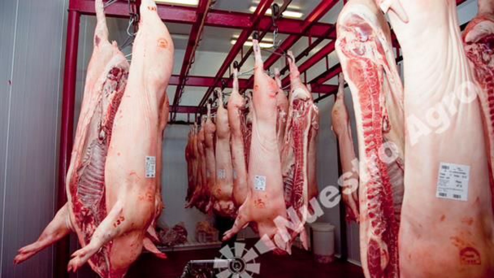 Por primera vez en la historia Argentina exporta media res de cerdo a Rusia