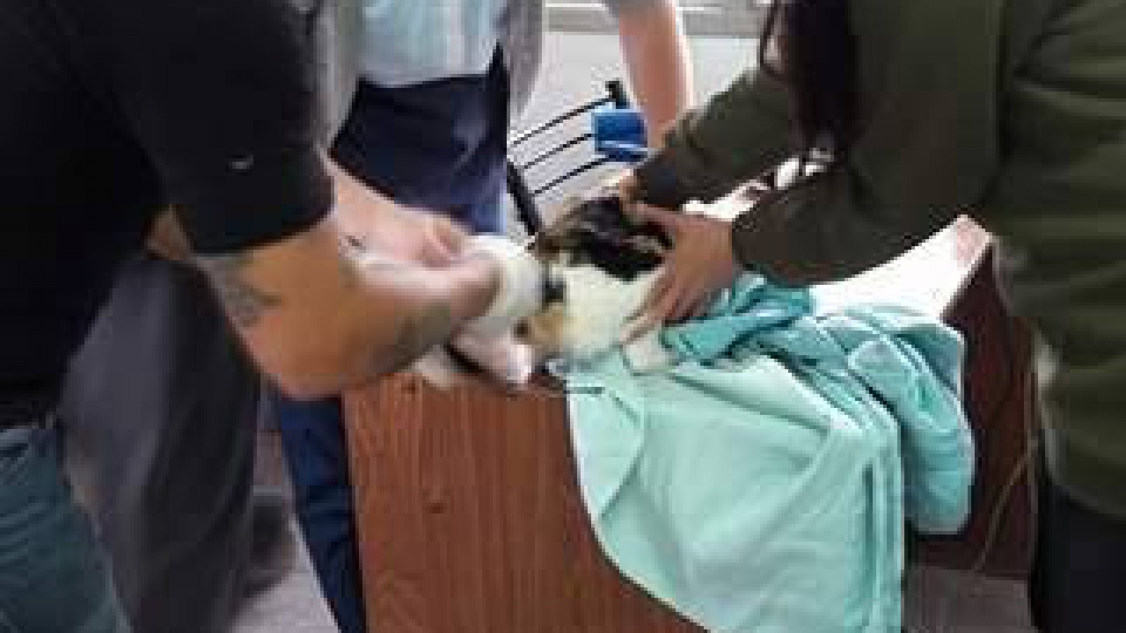 El Centro de Zoonosis Las Heras, no para