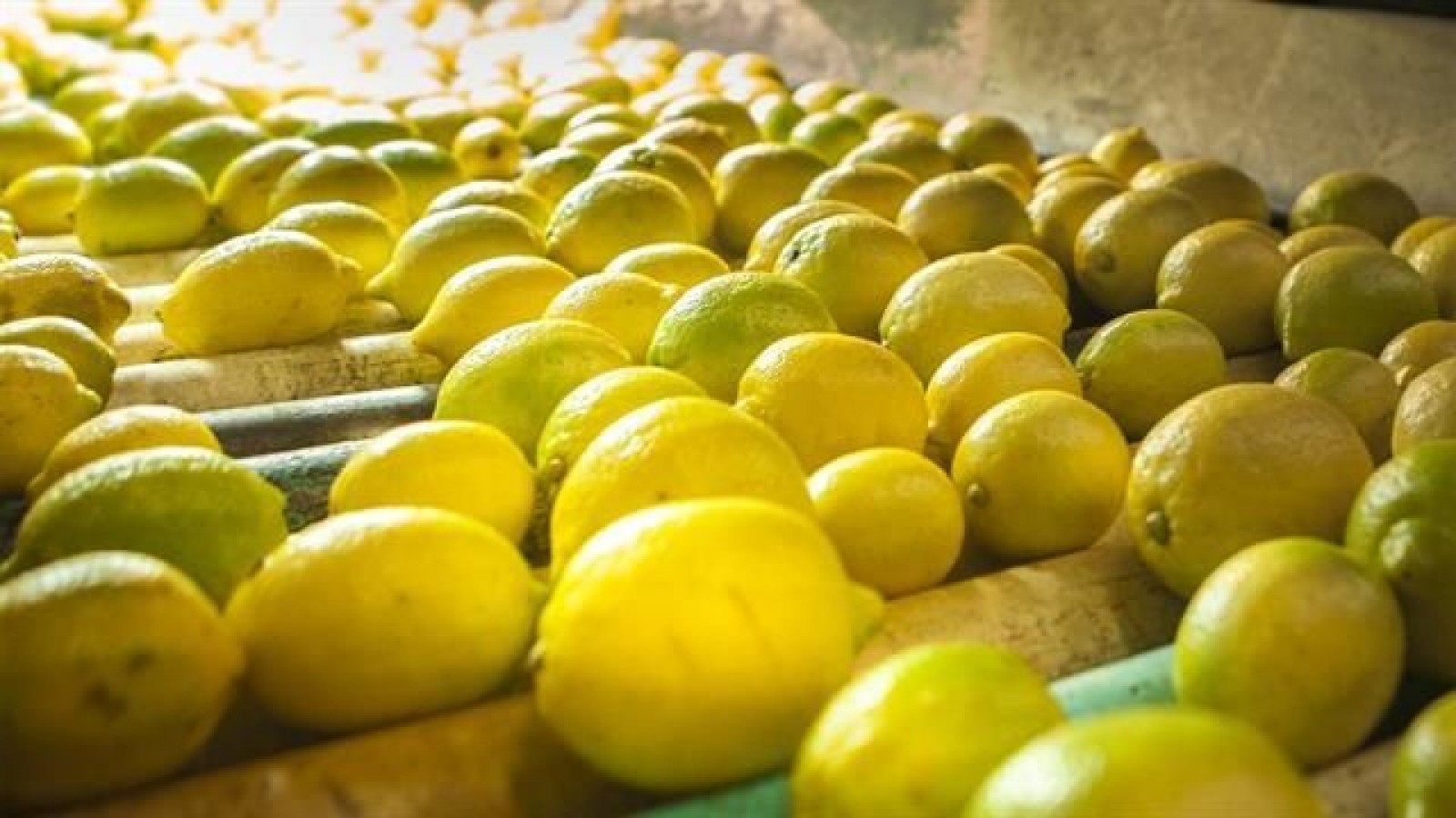 Argentina exportará limones a México por primera vez en su historia