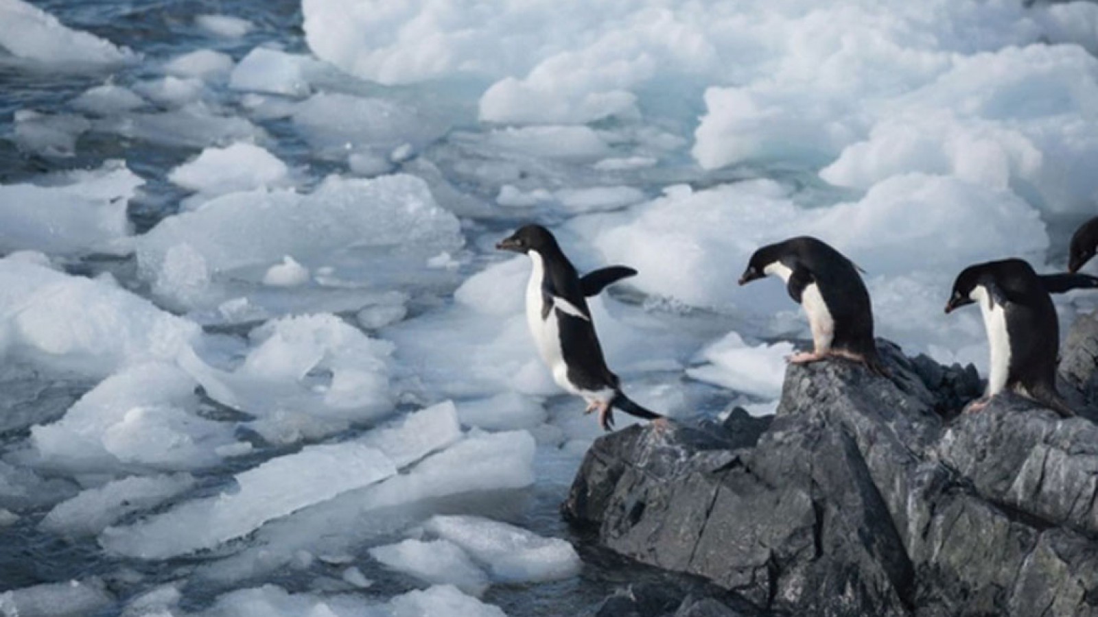 Antártida Argentina: buscan crear un santuario para proteger la fauna