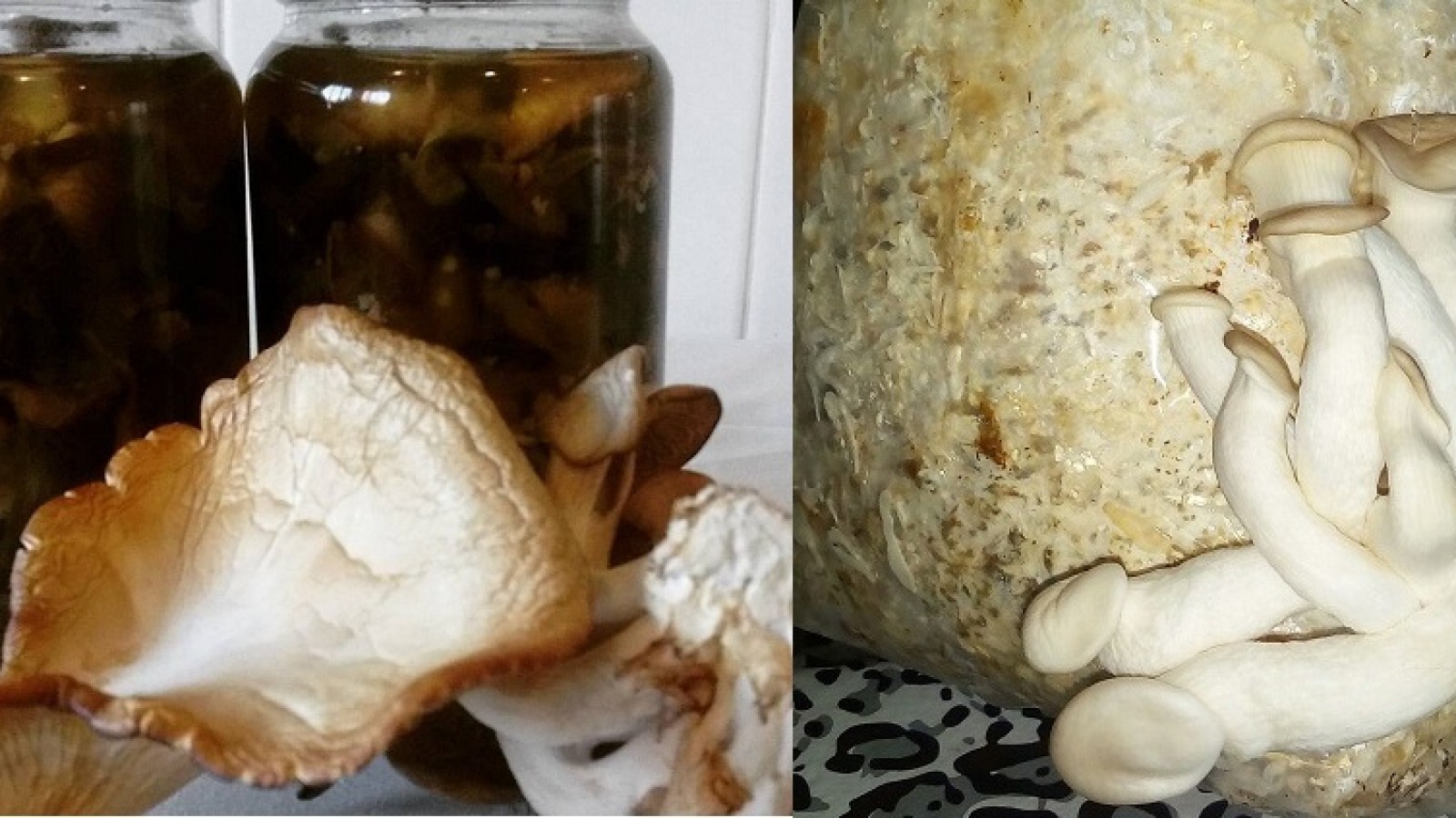 Capacitan y experimentan con hongos coméstibles en El Calafate