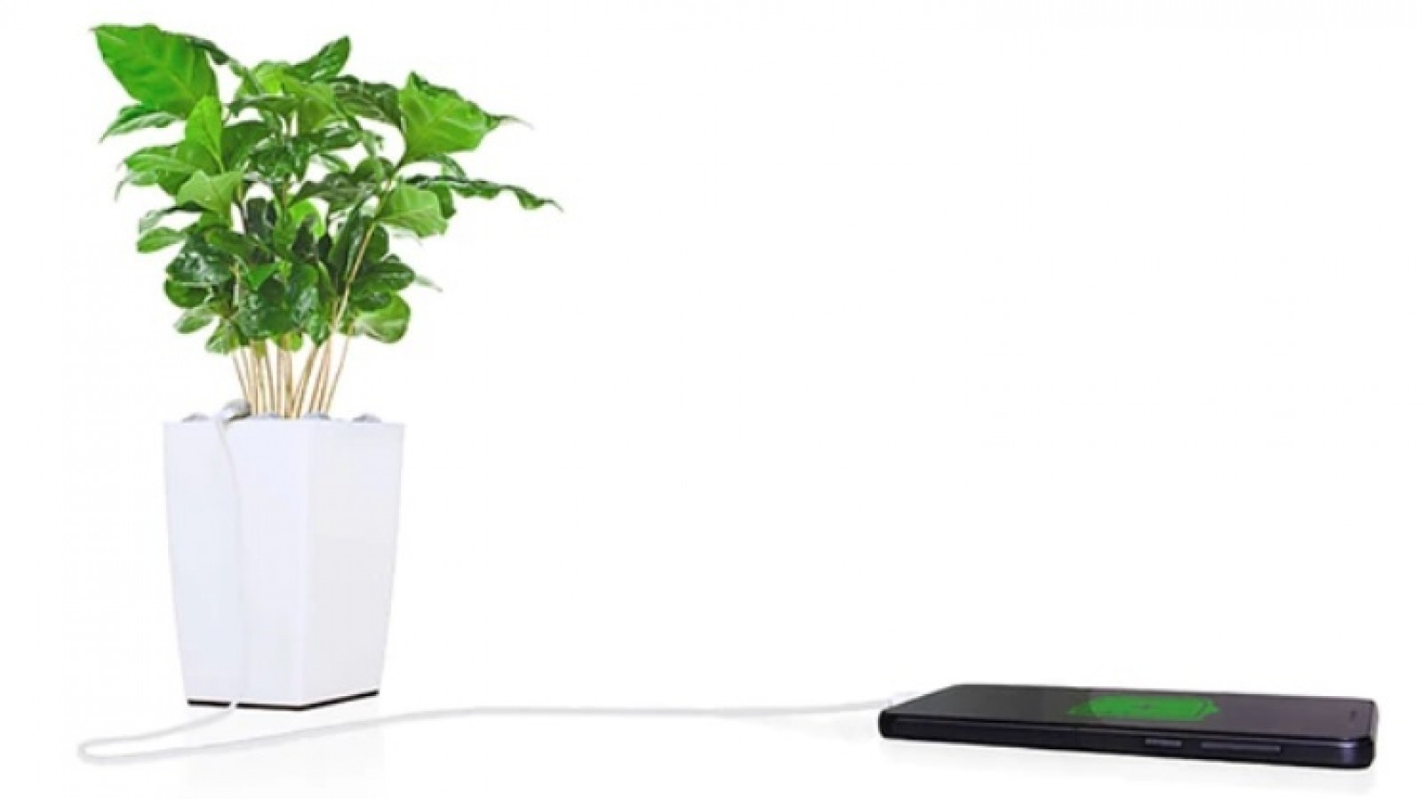 Revolución verde: la tecnología capaz de generar electricidad y wifi de las plantas