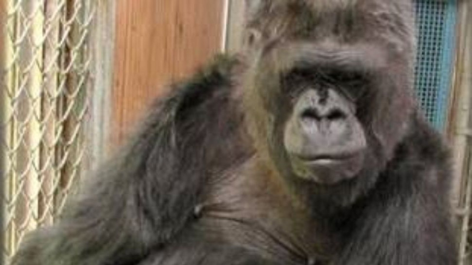 Murió Koko, la gorila que "hablaba"