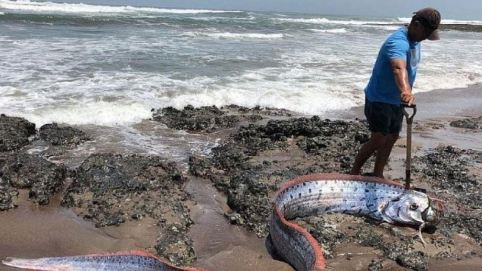 Alarma en Chile por aparición de monstruoso pez que predice terremotos