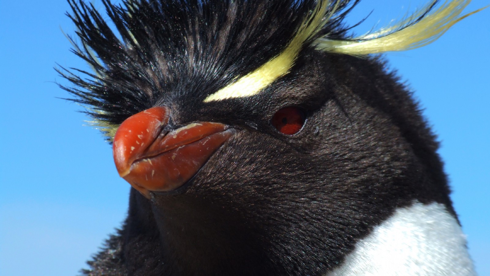La 2° Fiesta del Penacho Amarillo se viene con todo en Puerto Deseado