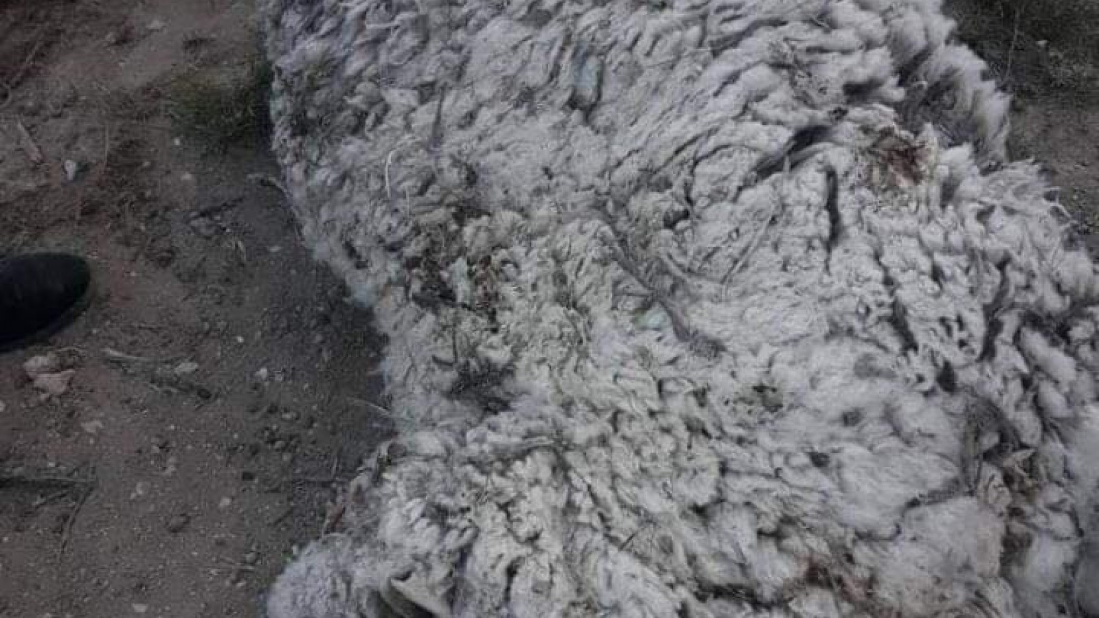 Robo de ganado en estancia cercana a Puerto Deseado