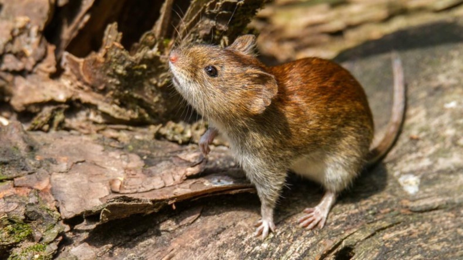 Esquel: no hay pacientes en terapia intensiva por hantavirus