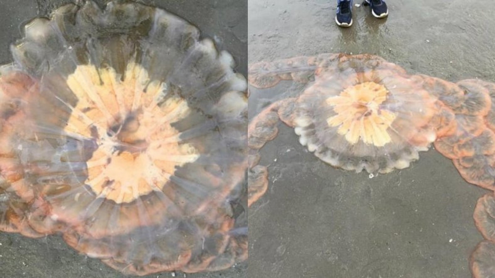 Una medusa gigante sorprendió en la playa de Rada Tilly