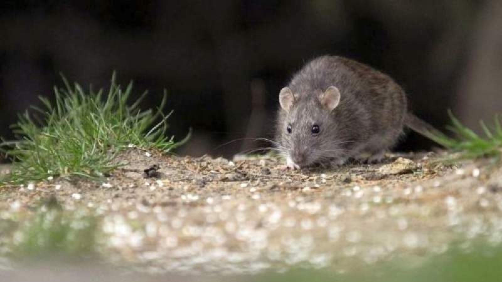 El Chaltén prepara acciones preventivas contra hantavirus (imagen ilustrativa)