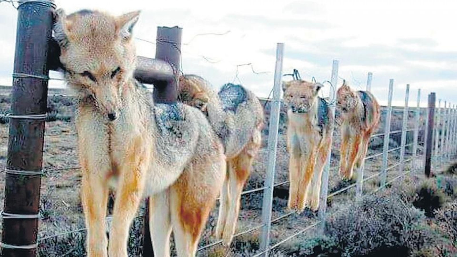 Advierten sobre posible efecto de la caza en la expansión del hantavirus