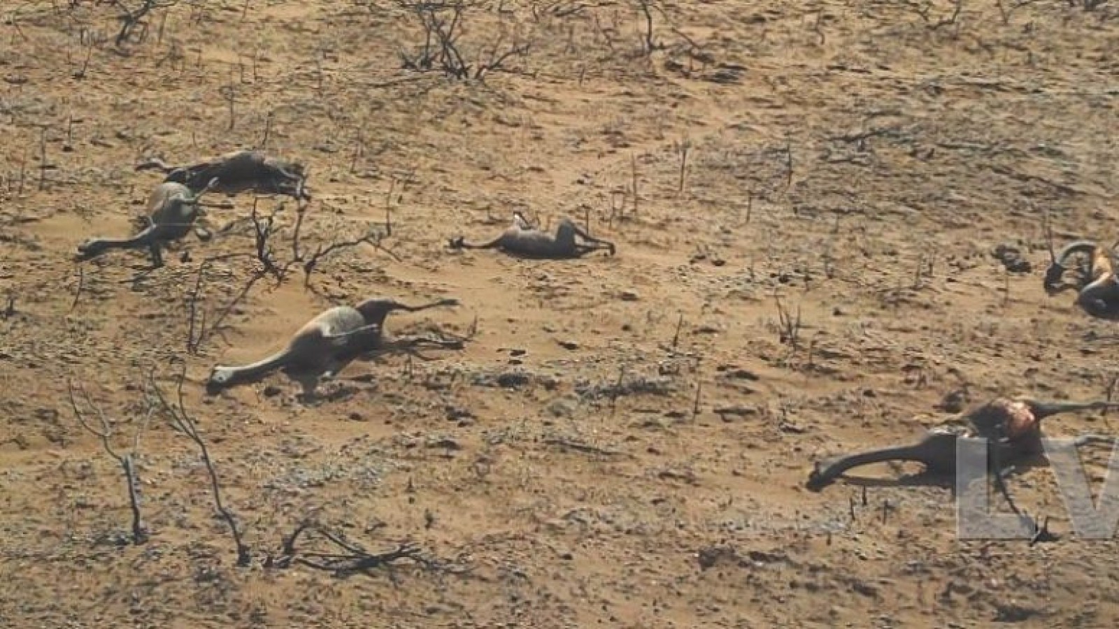 El incendio de campos petroleros arrasó con animales y devastó cientos de hectáreas
