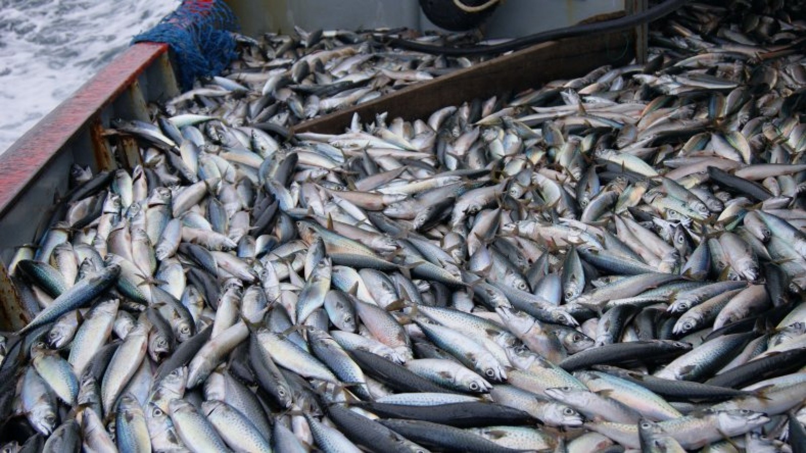 Fijan cupo de captura de la merluza austral en 3.400 toneladas