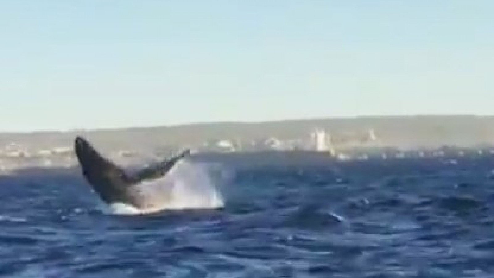 Filmaron una ballena jorobada frente a Puerto Madryn