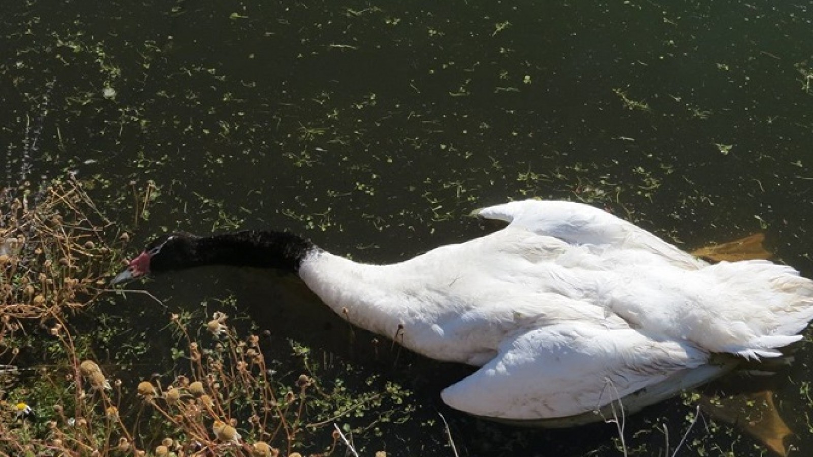 El Calafate: denuncian que perros matan a cisnes de cuello negro de la reserva Laguna NImez