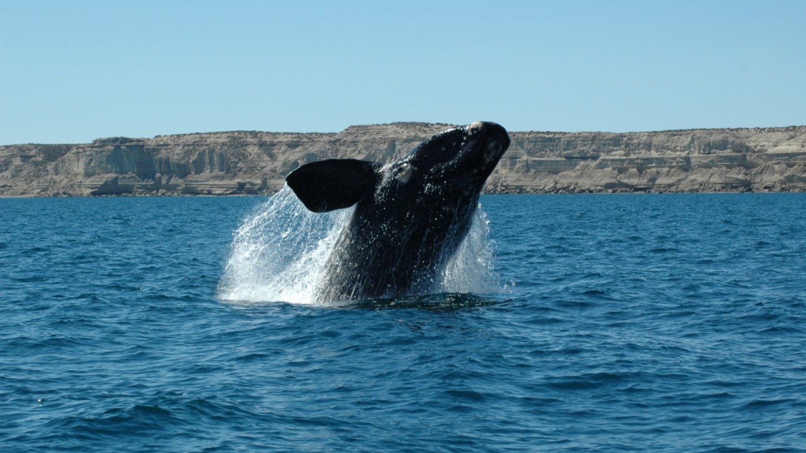 Llegan las primeras Ballenas Francas a Península Valdés