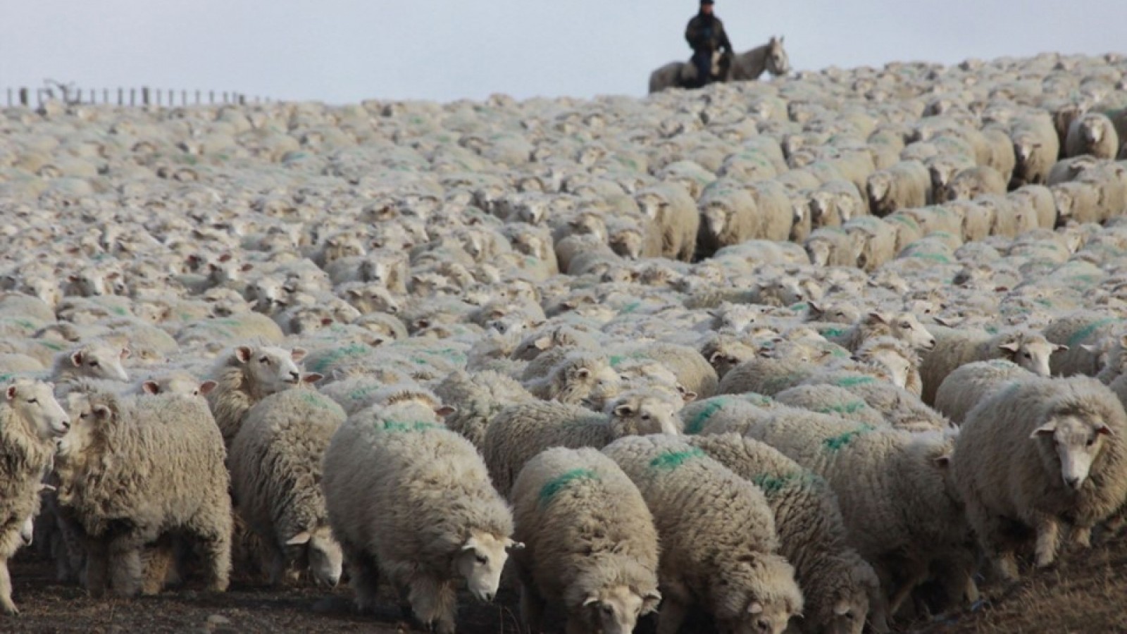 Aseguran que podrían morir 30.000 ovejas en la Patagonia por la acción arbitraria del SENASA