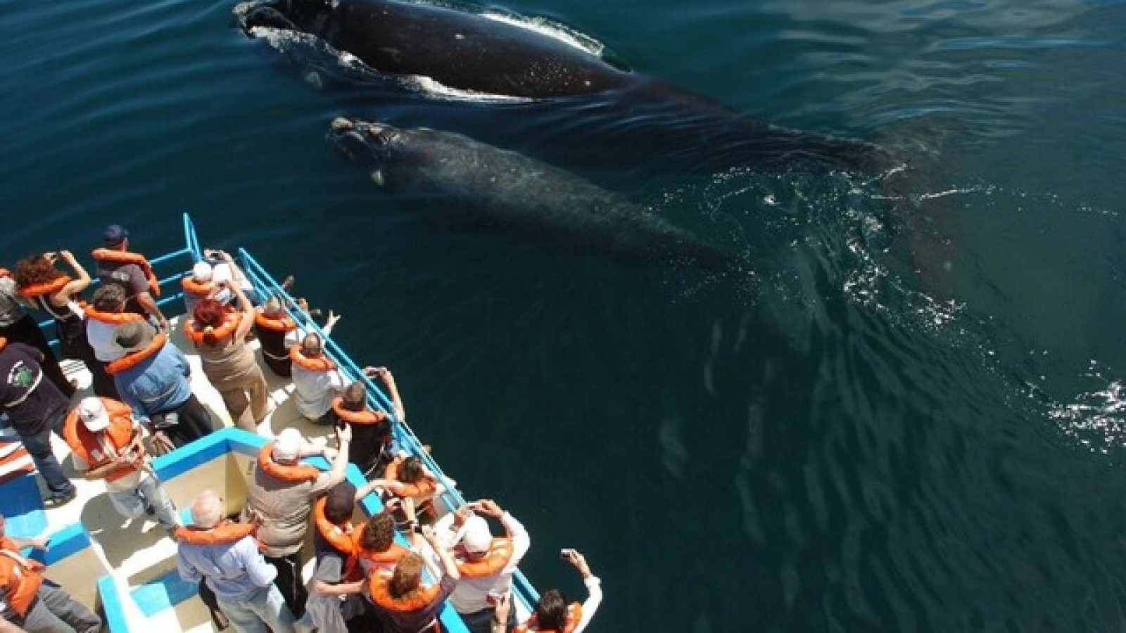 Empezaron a llegar las primeras ballenas a Puerto Madryn