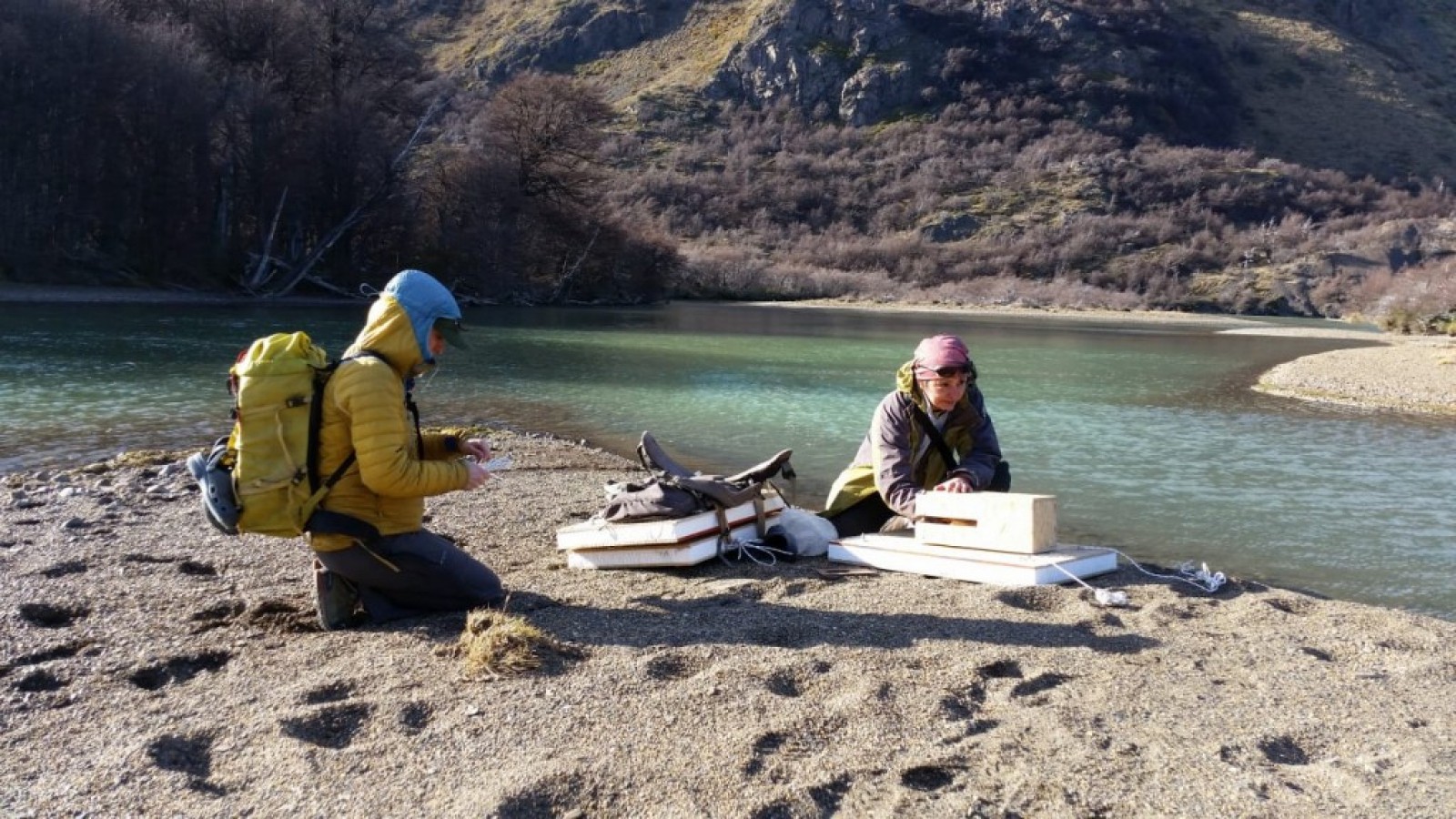 Activan trampas para frenar el avance del Visón Americano en El Chaltén
