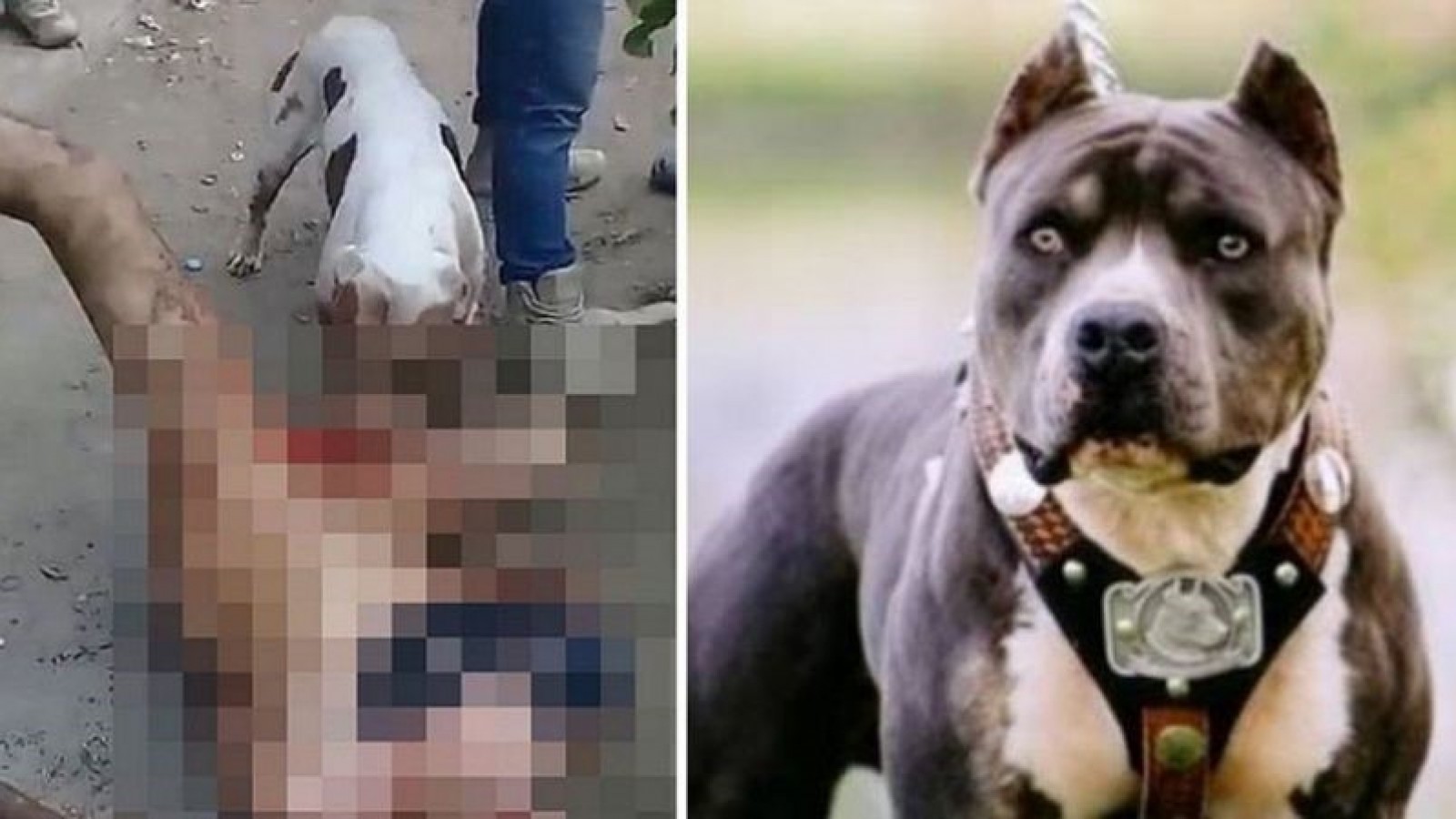 Castraron a un supuesto violador a mordiscones de pitbull