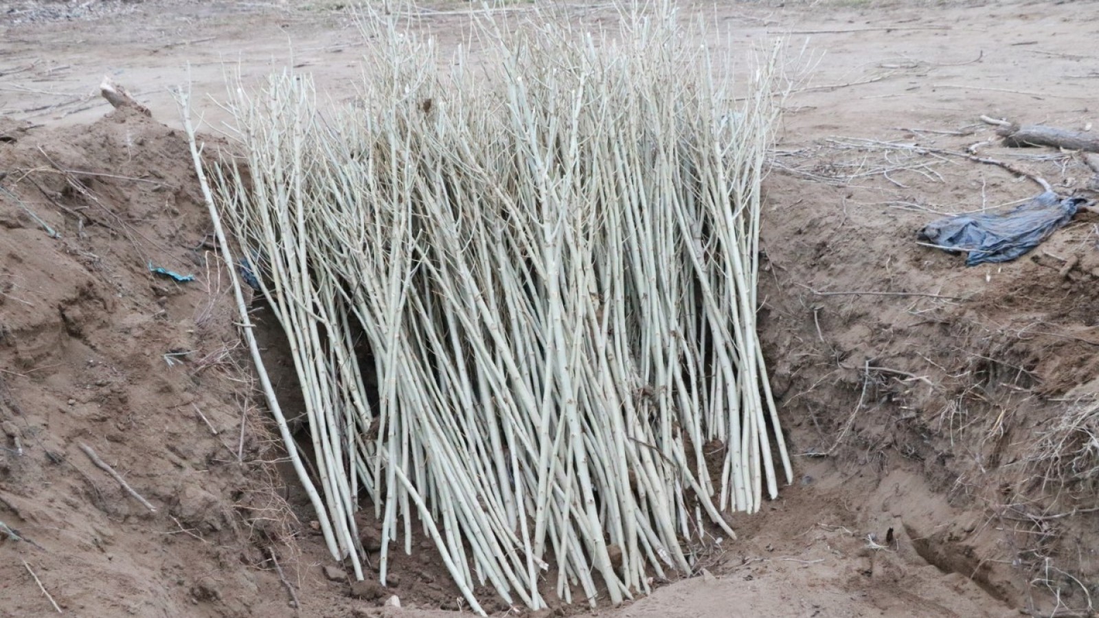 15 mil estacas de Álamo para vecinos de El Calafate