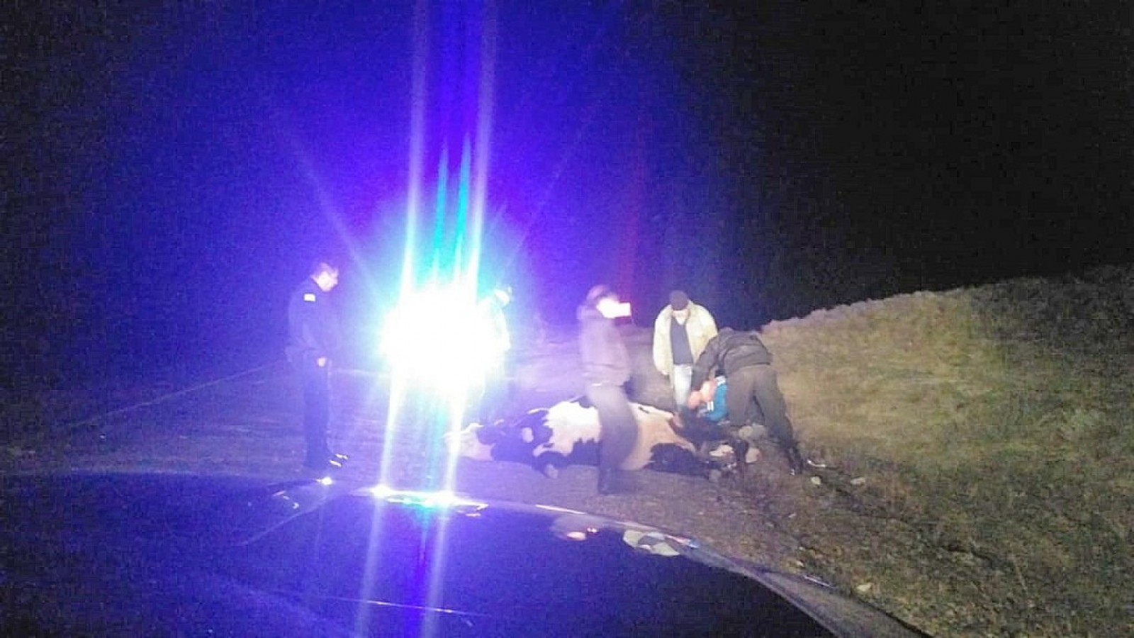 Ruta provincial 11: chocó con una vaca que estaba suelta