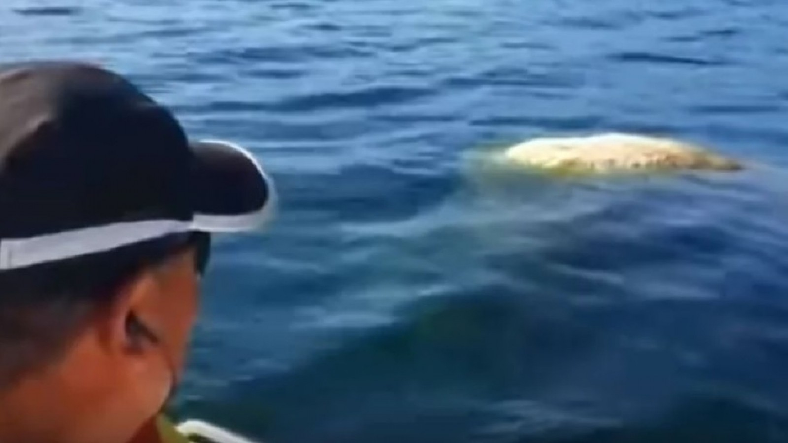 Pescadores aseguran que encontraron una "extraña criatura" en un lago de Chubut