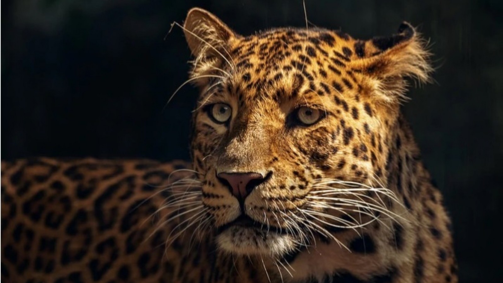 Los incendios forestales en Bolivia llevan al jaguar al borde de la extinción