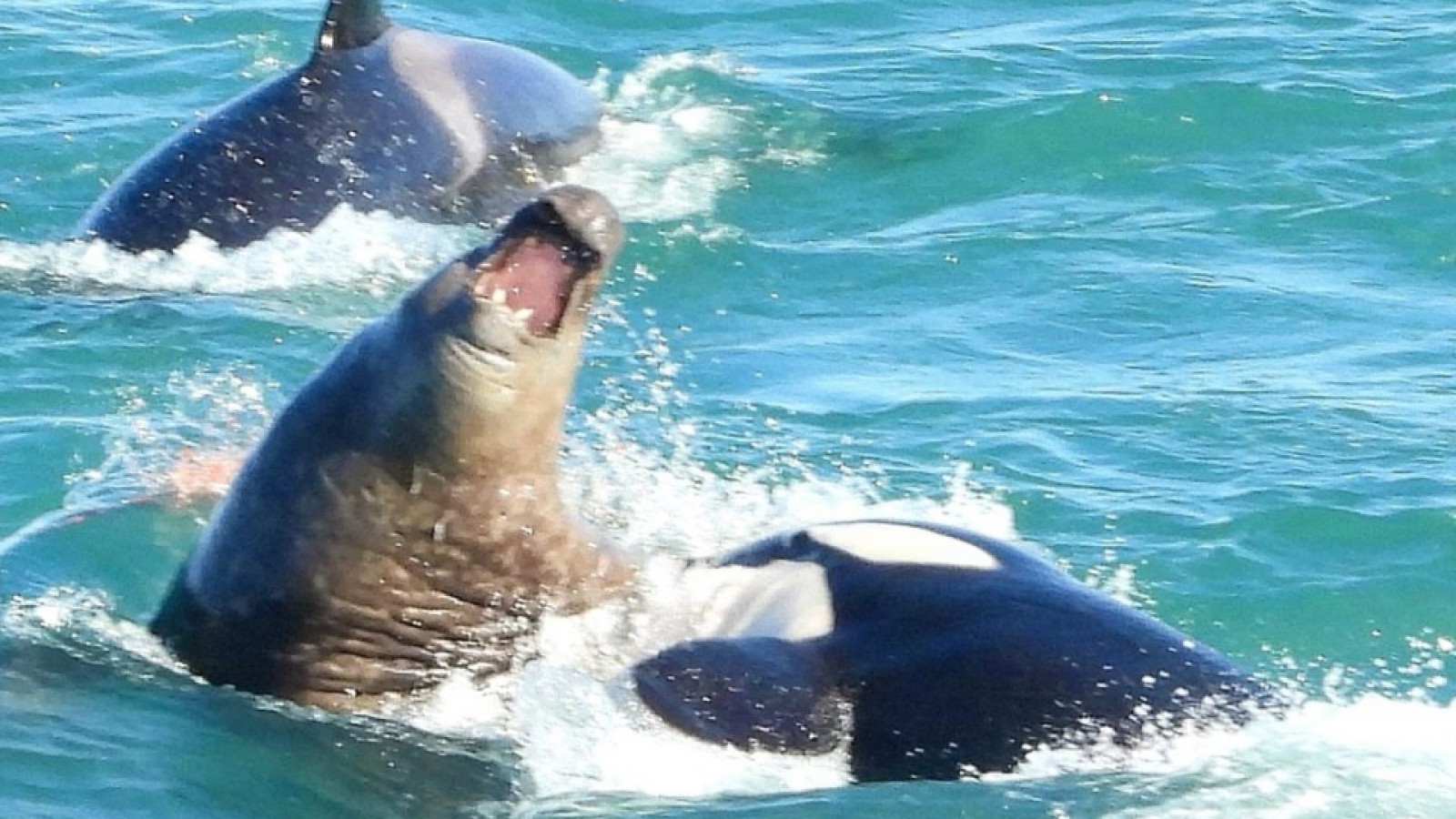 Fotografían el momento en que dos orcas atacan a un elefante marino adulto
