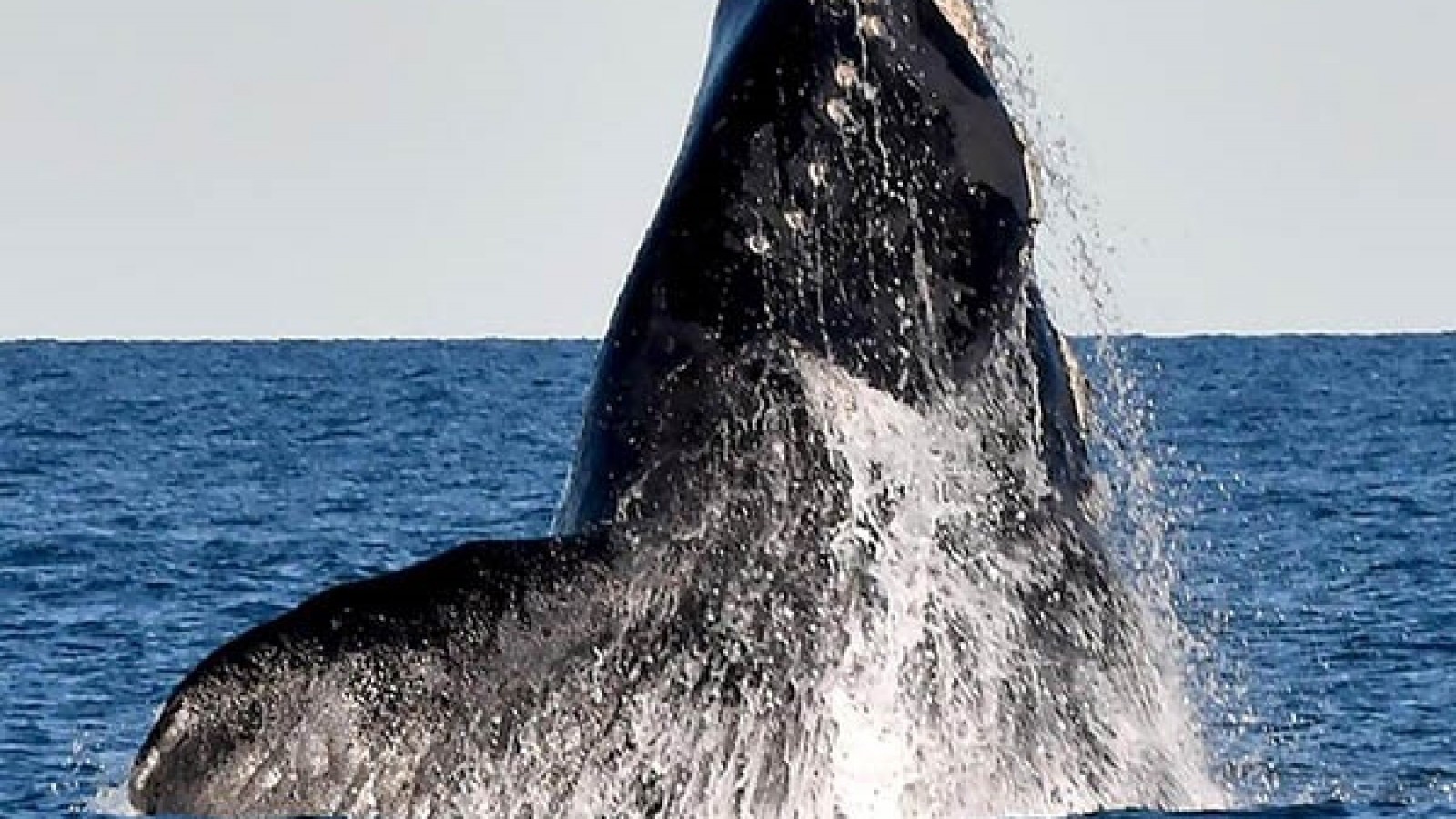 Aerolíneas ofrece más de 300 mil asientos para esta temporada de ballenas