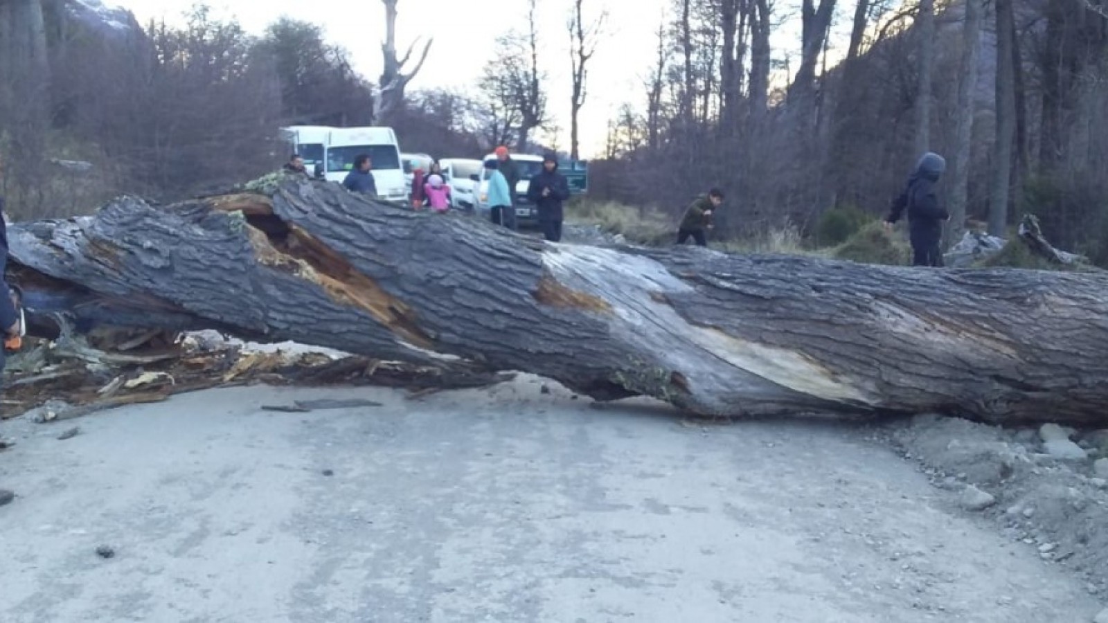 Caída de un árbol cortó el tránsito al Lago del Desierto