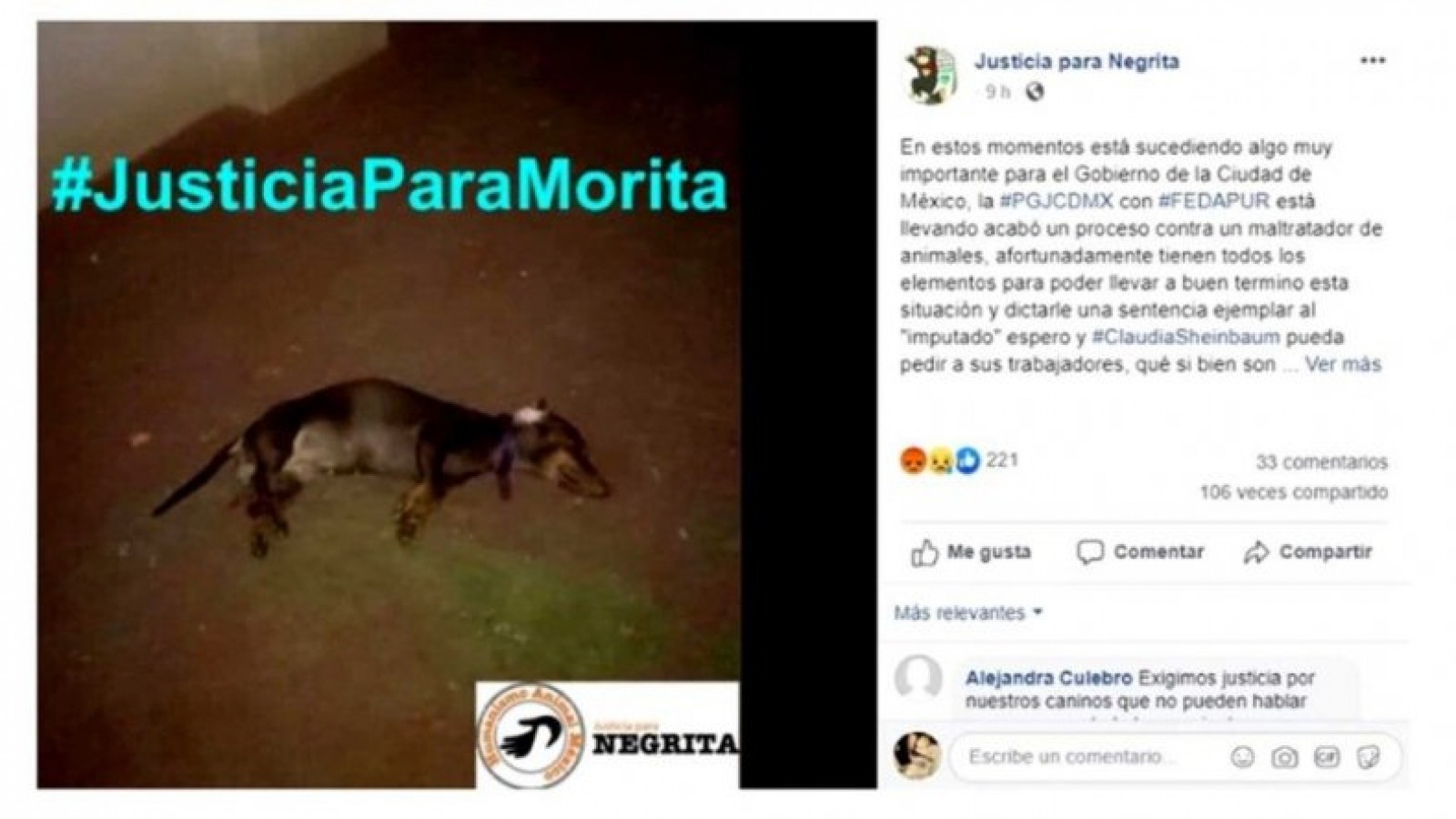 Le tiró la perra salchicha del quinto piso porque le pidieron la pieza donde alquilaba