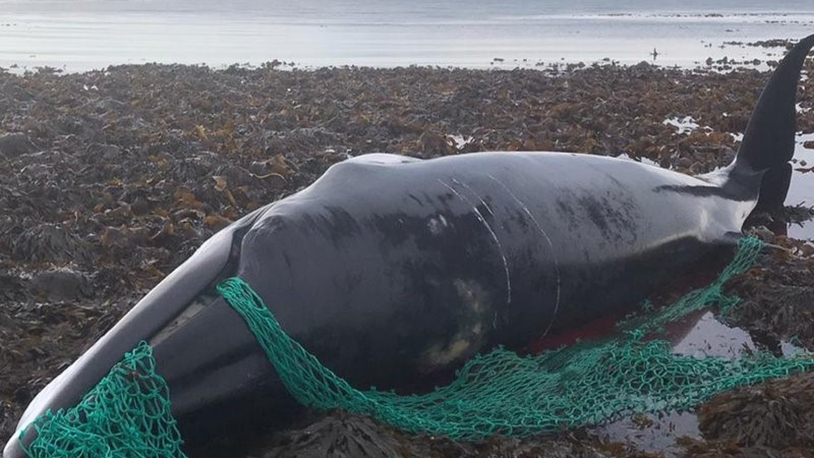 Una ballena preñada quedó enredada en una red de pesca y murió