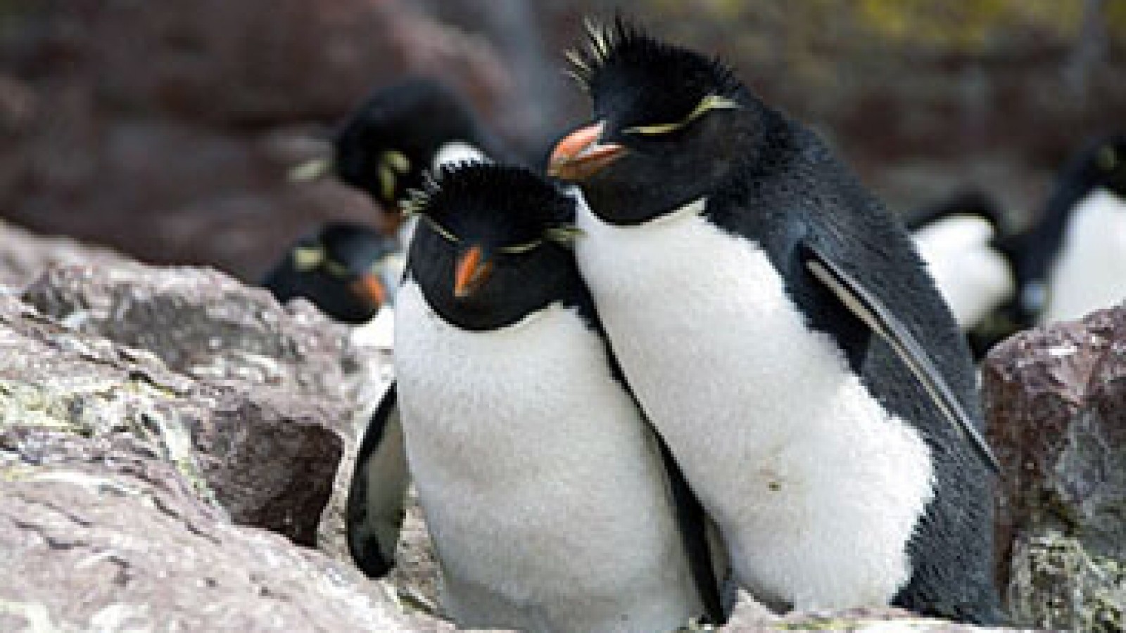 Comenzó en Puerto Deseado la temporada de avistamiento de pingüinos de penacho amarillo