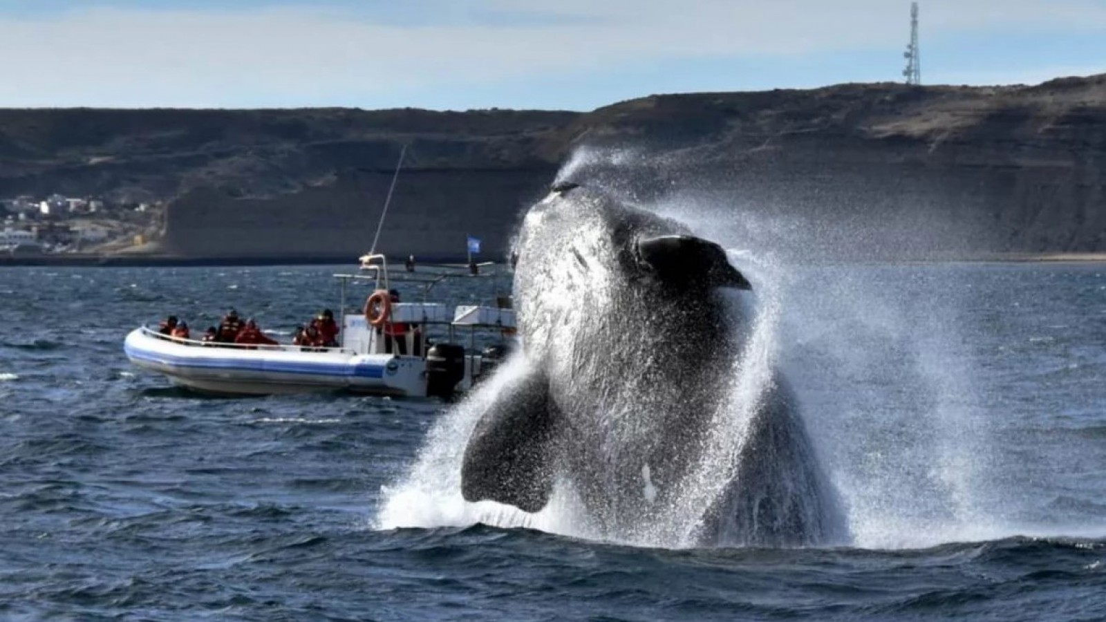 Lanzaron la temporada de ballenas en Puerto Madryn