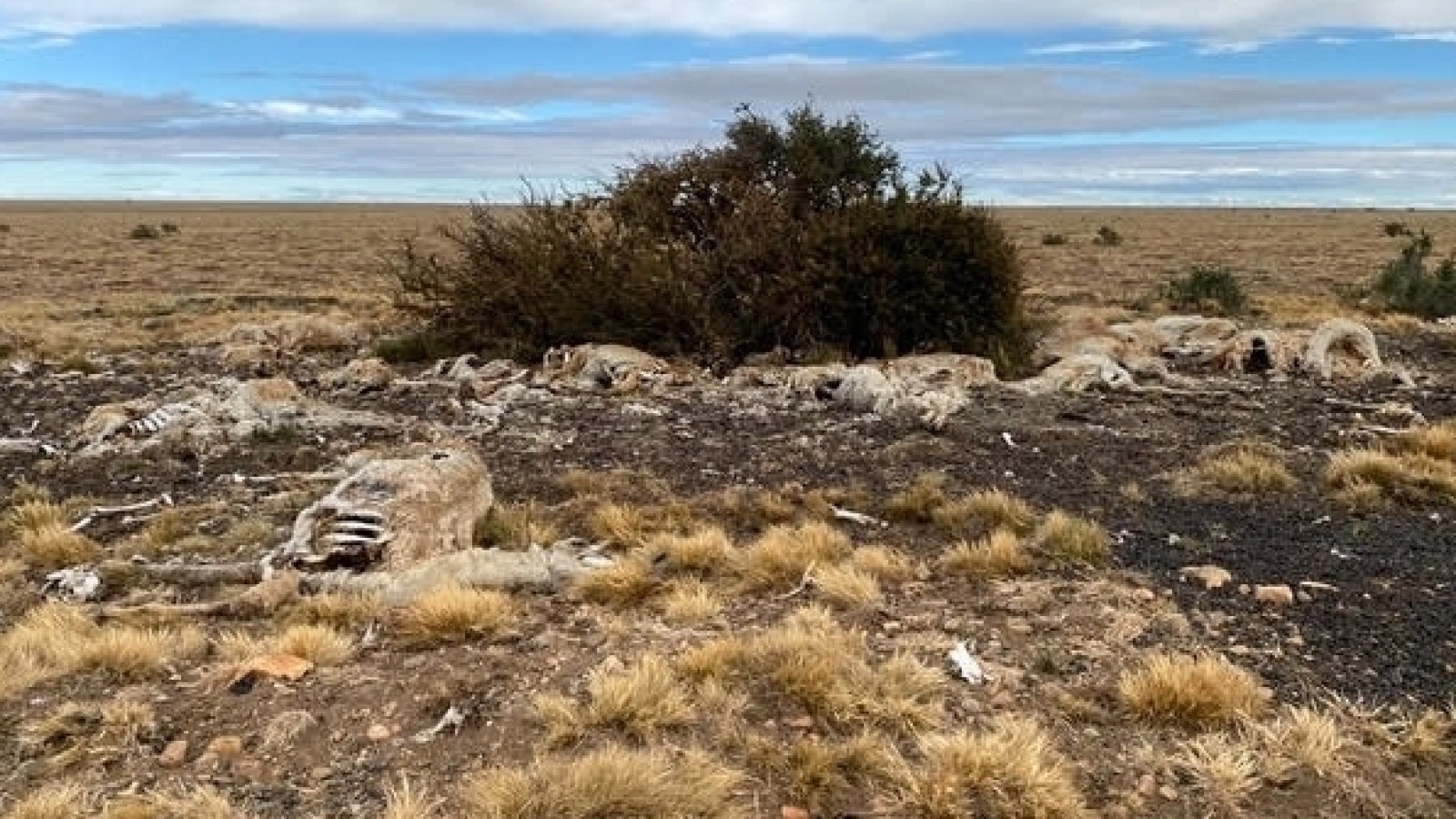 Docentes investigan muertes de guanacos por frío extremo en Santa Cruz