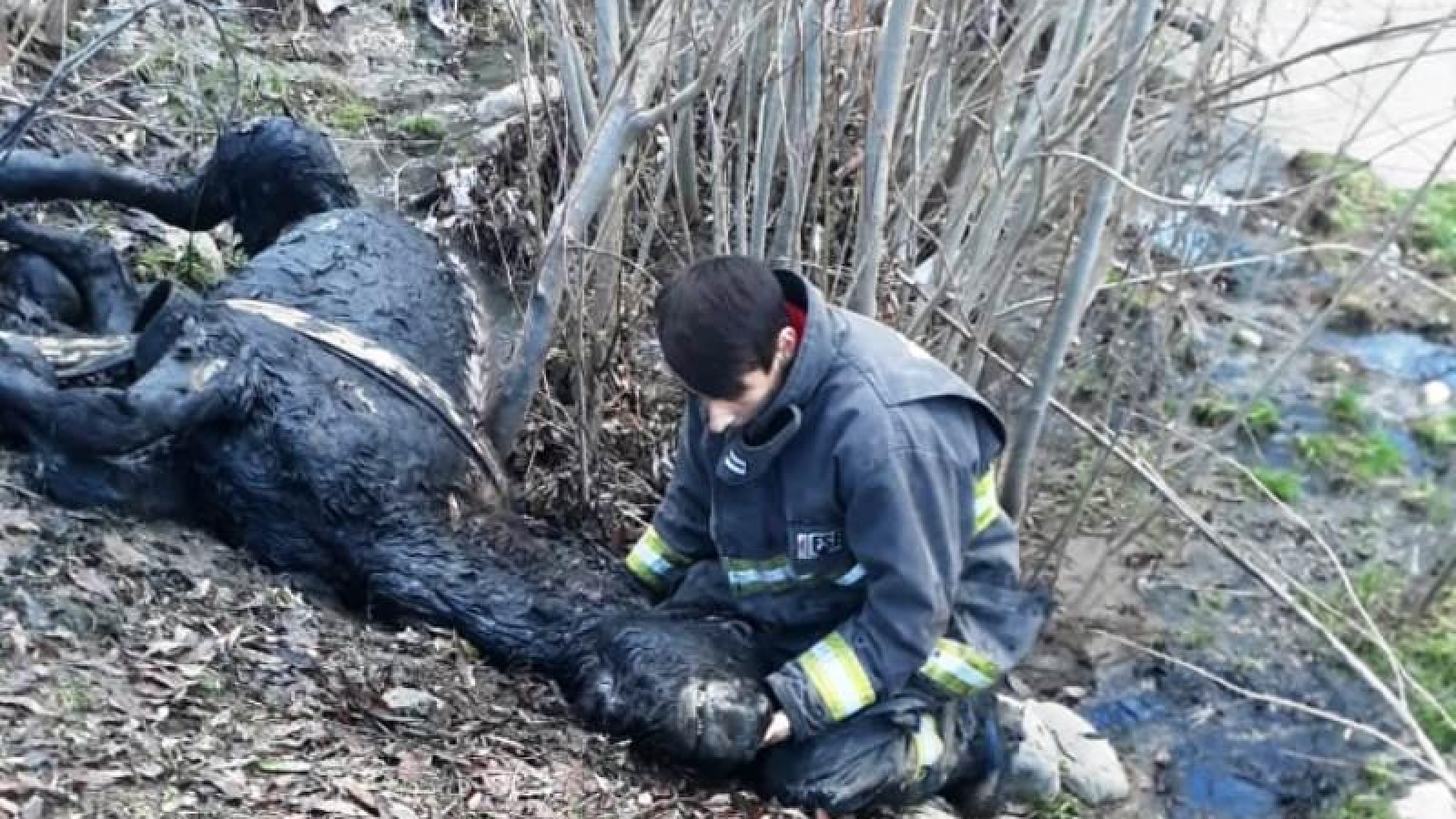 Salvan a un caballo de morir maltratado por segunda vez