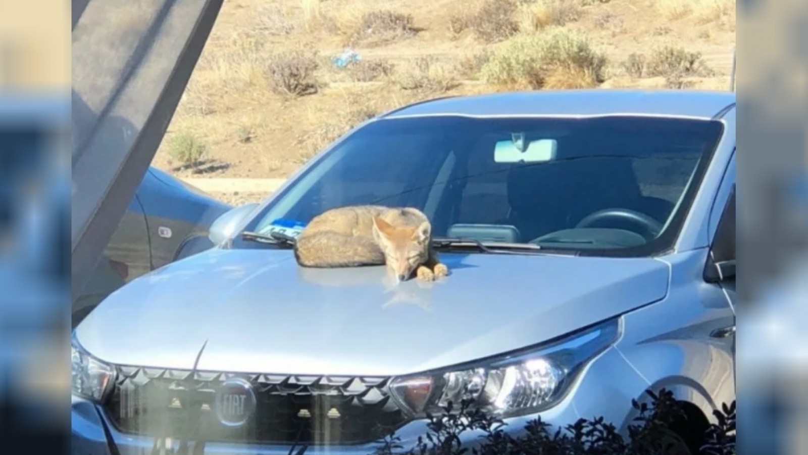 Insólito: encontró a un zorro durmiendo la siesta sobre su auto