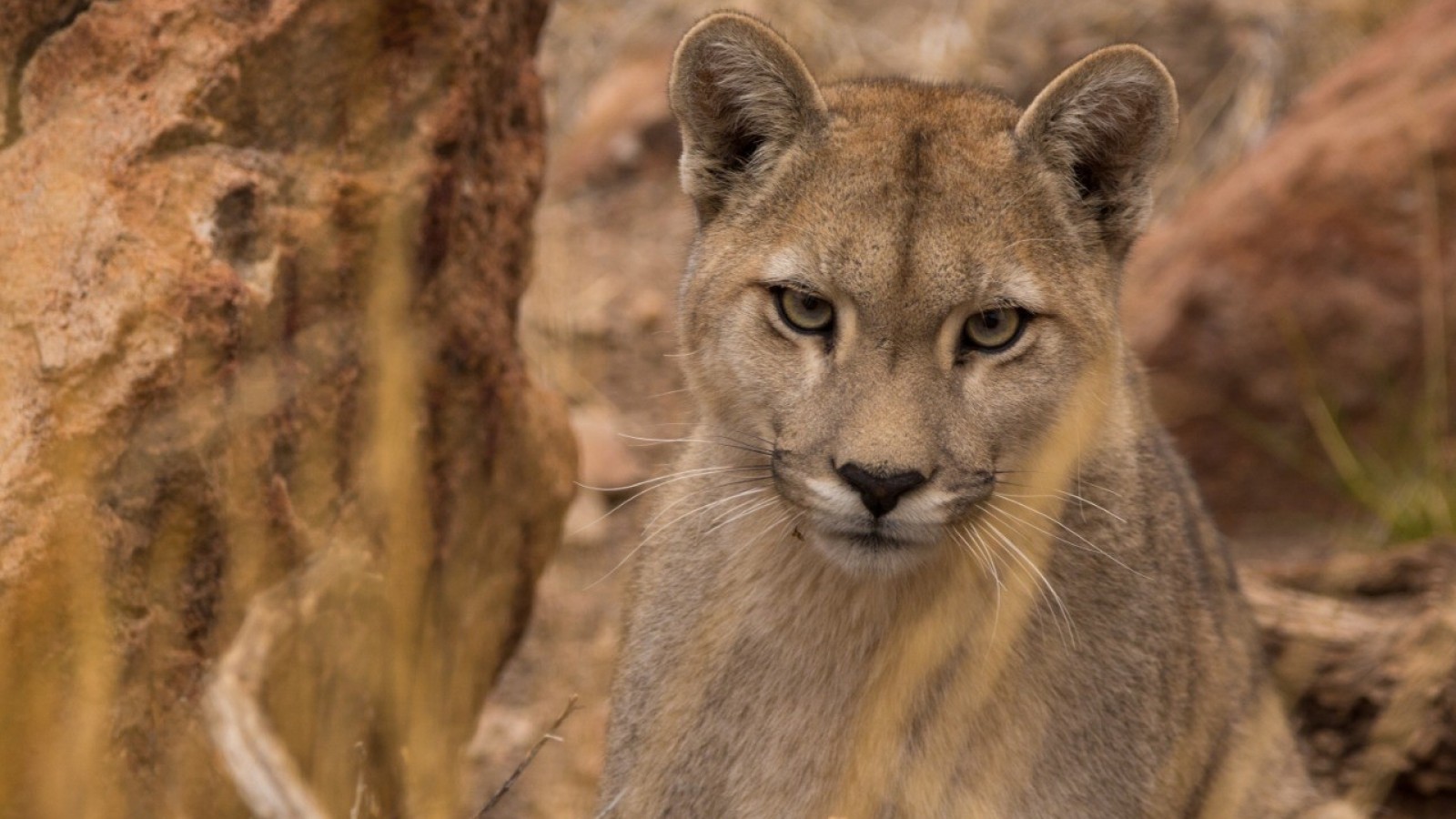 Se celebra el Día internacional del Puma