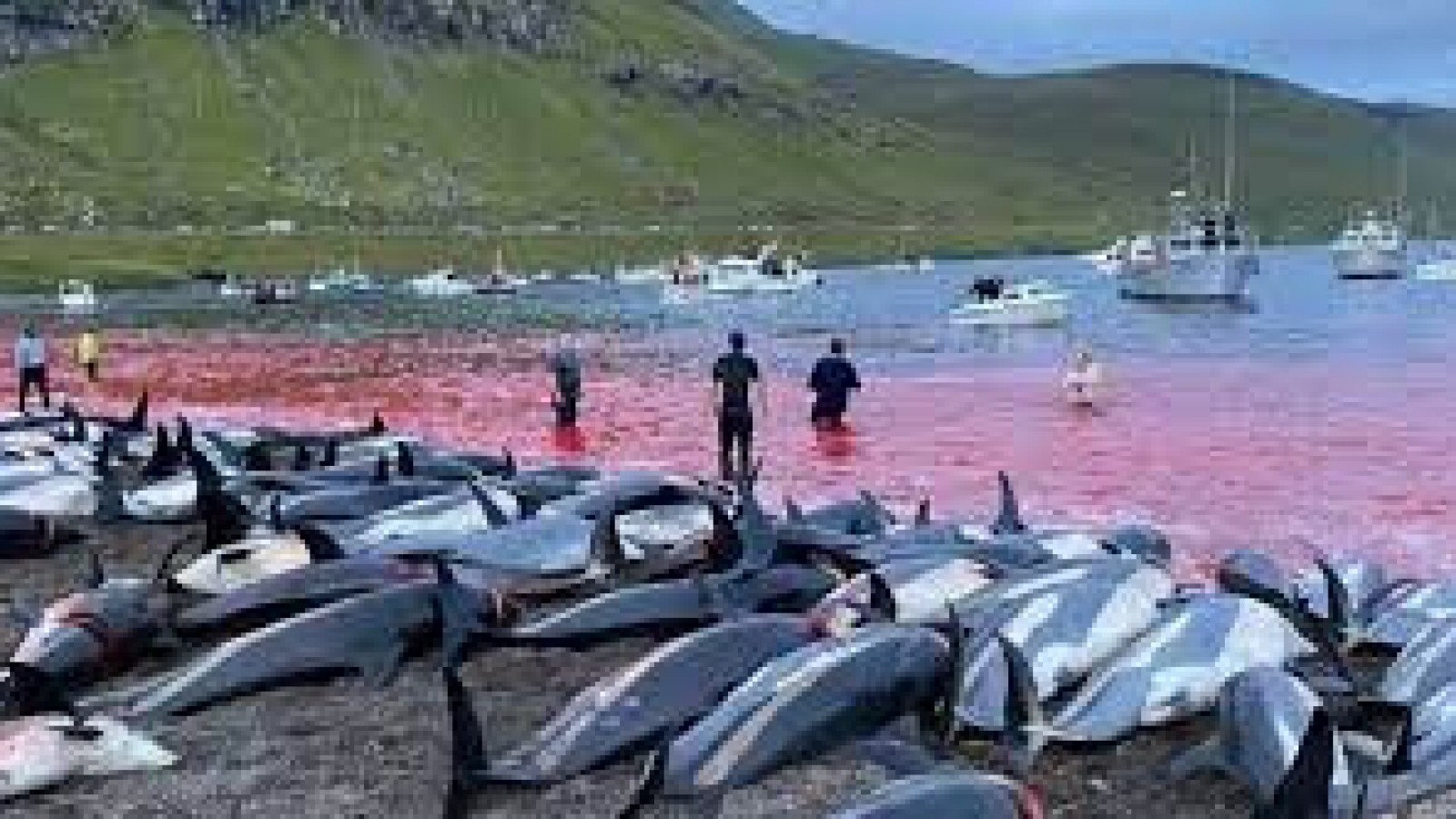 Islas Feroe: una brutal cacería de delfines generó indignación y polémica