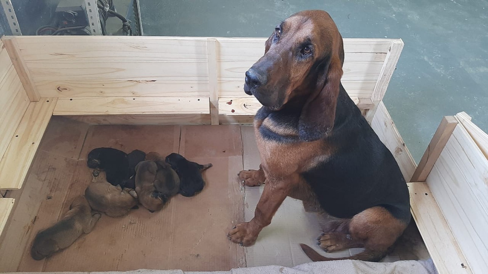 Nacieron siete "Bloodhound" en la Sección "Canes de Búsqueda y Rescate" de Puerto San Julián