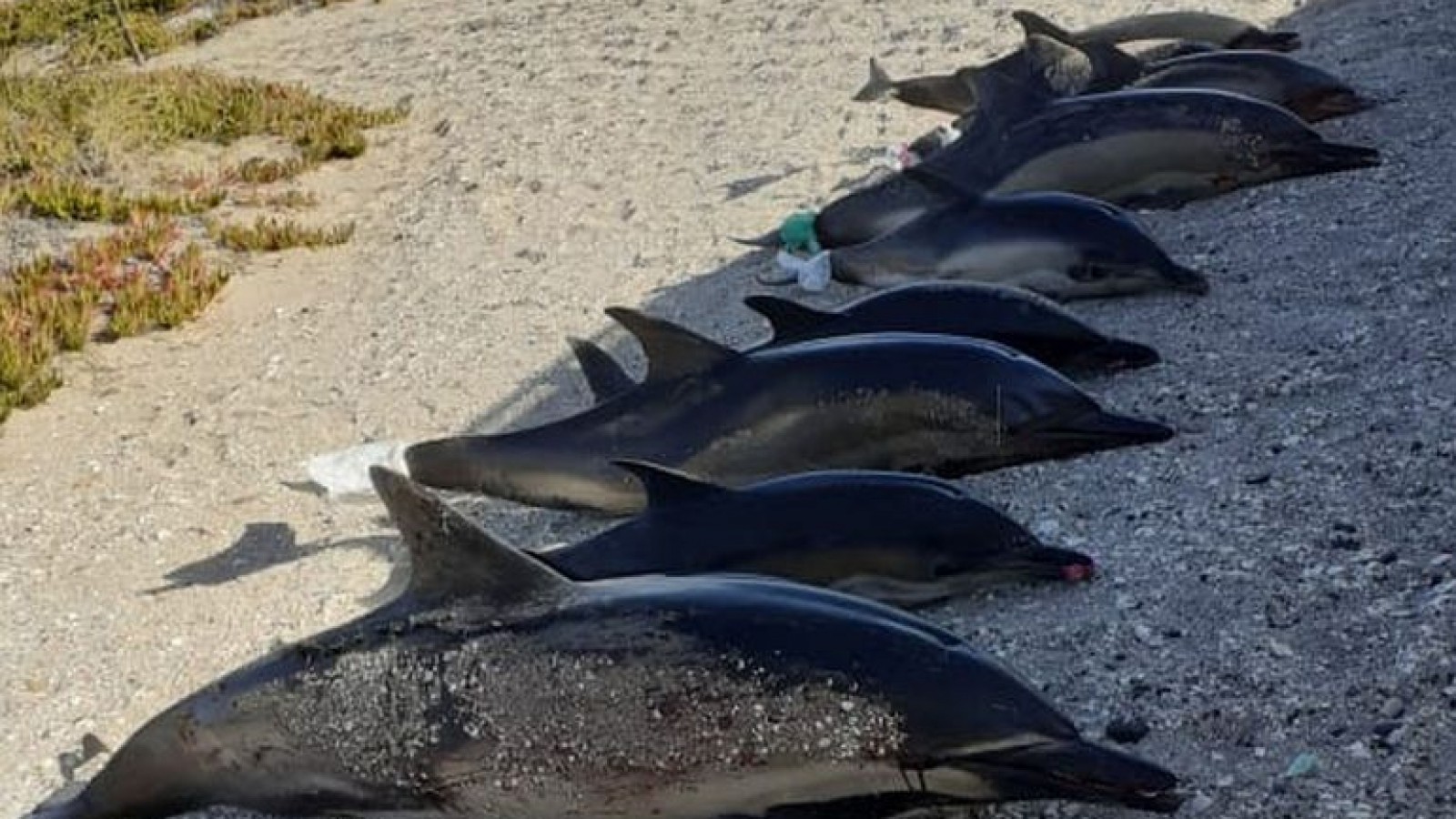 15 delfines aparecieron muertos a kilómetros de Las Grutas