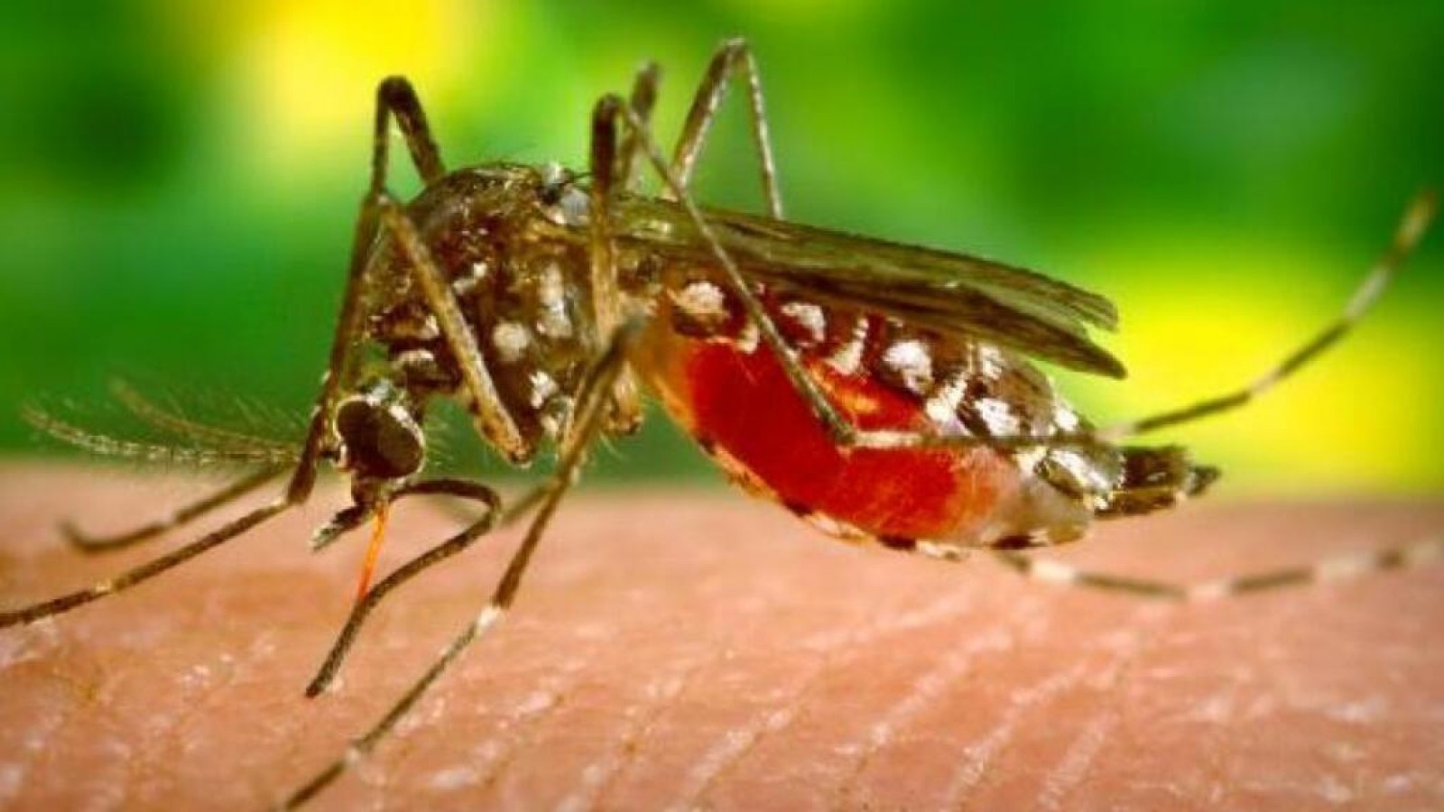 ¿Qué es el virus del Nilo que transmiten los mosquitos y preocupa a Europa?