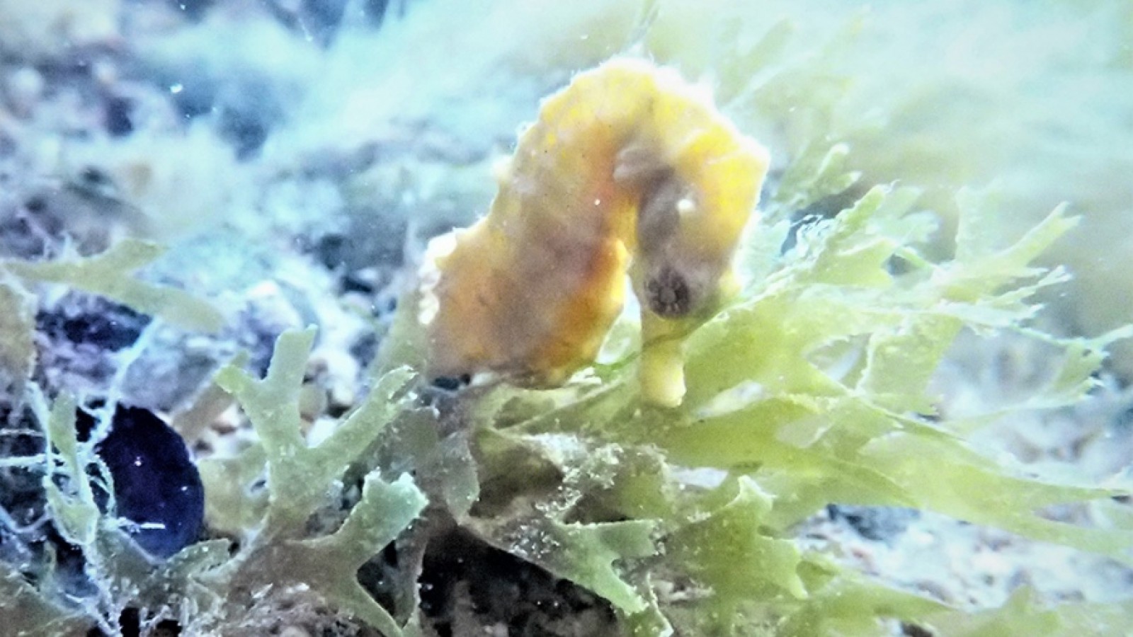 Según un estudio, en Río Negro creció la población de "caballitos de mar" por la ausencia de turistas en pandemia