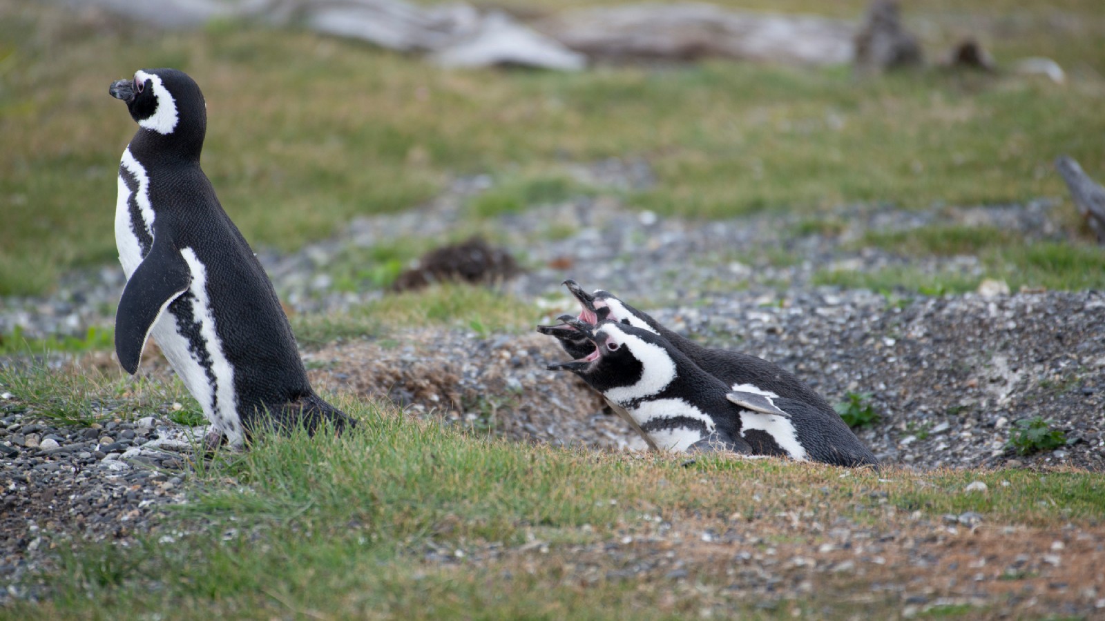Ambientalistas presentan nueva denuncia penal por la matanza de cientos de pingüinos en Punta Tombo