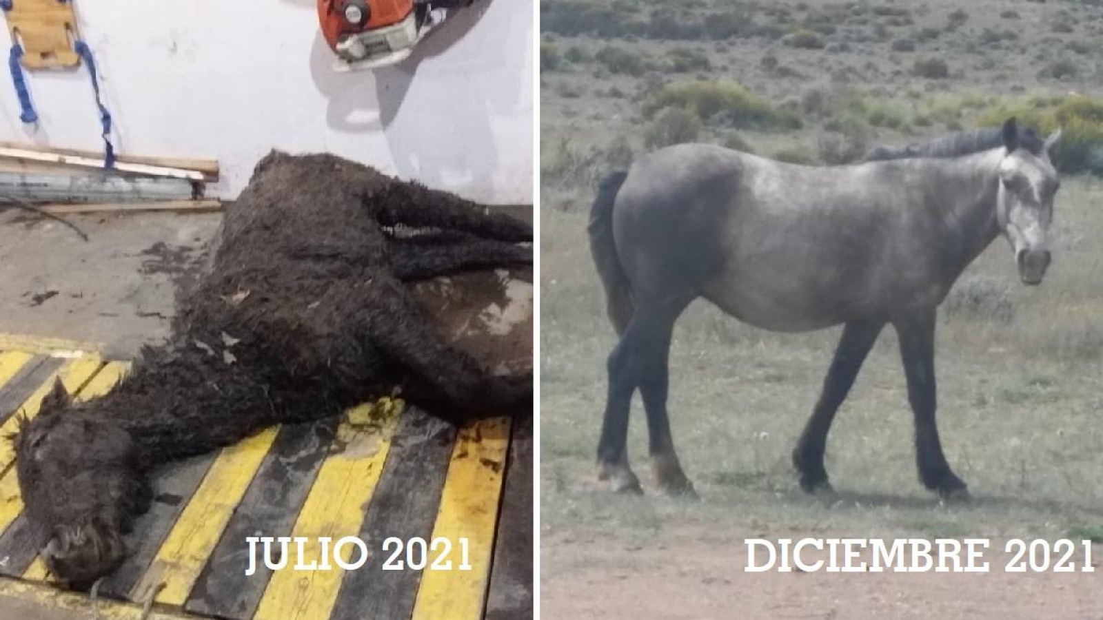 Lograron salvar al caballo que encontraron agonizando cerca de El Calafate