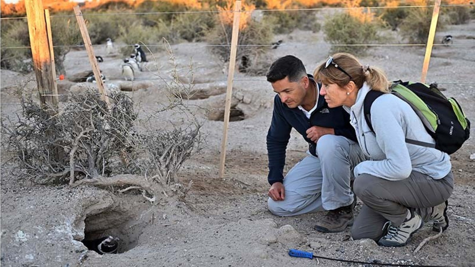 La interna feroz detrás de los pingüinos