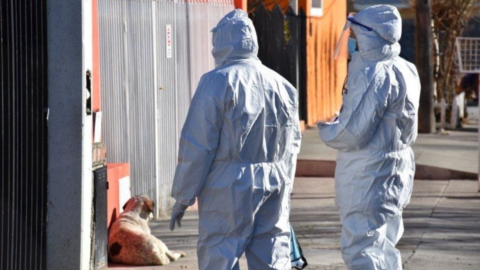 Interminable: ahora detectan 20 casos de una subvariante de Ómicron