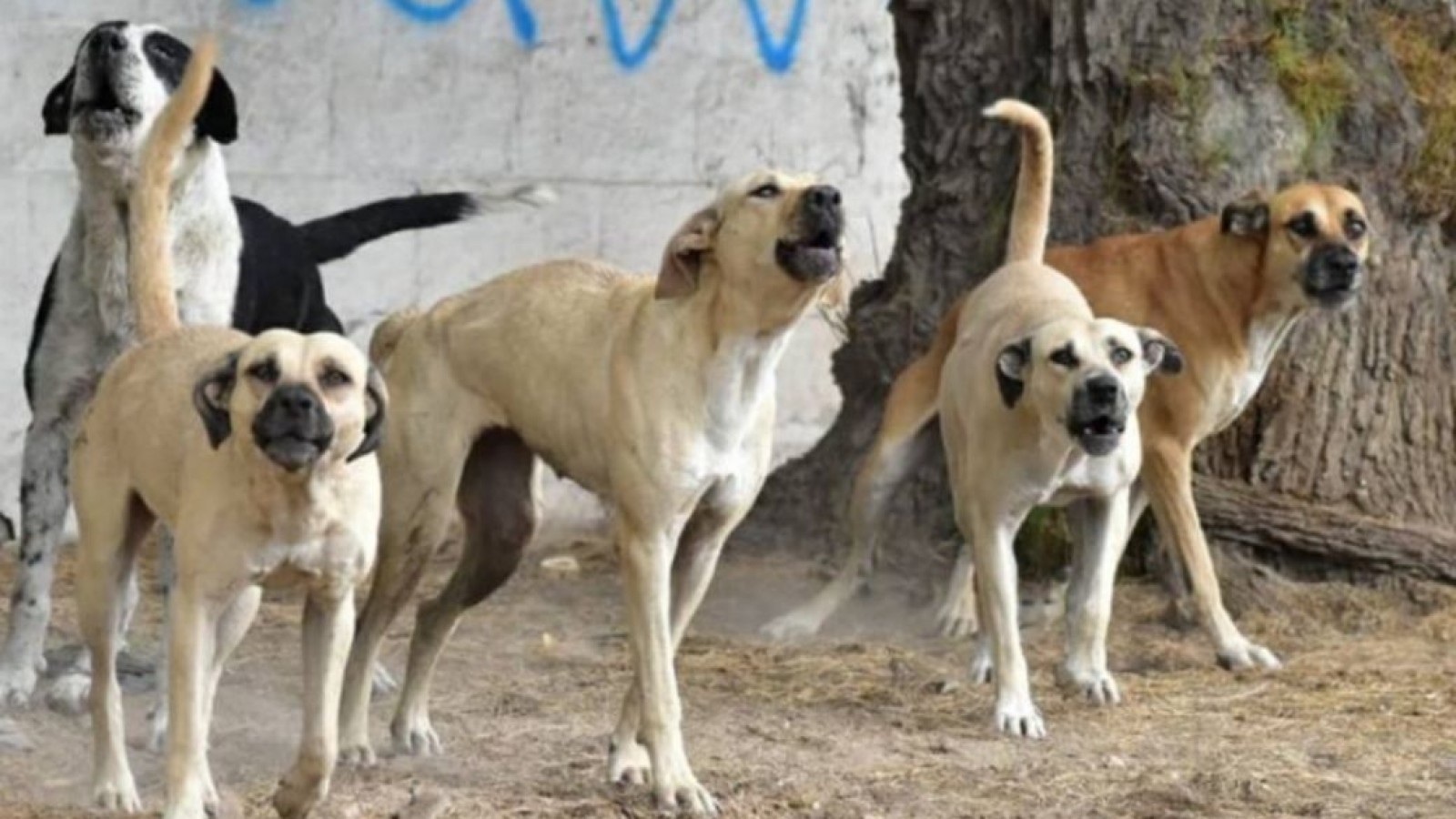 Se busca la tenencia responsable de mascotas.